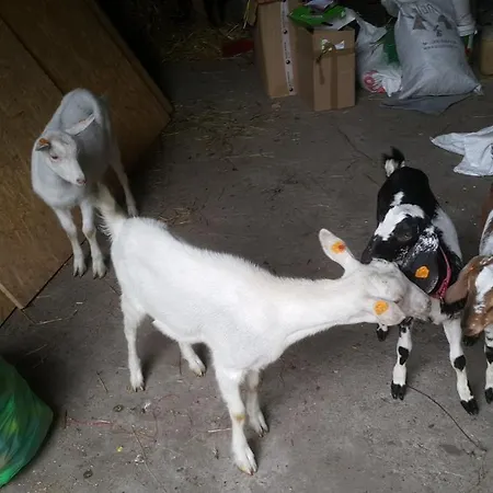 Glamping Z Alpakami 럭셔리텐트 *