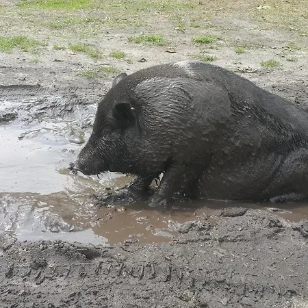 Glamping Z Alpakami 럭셔리텐트 Jankowice (Chrzanow)