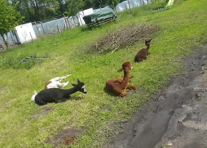 Glamping Z Alpakami Роскошный шатер Jankowice (Chrzanow)