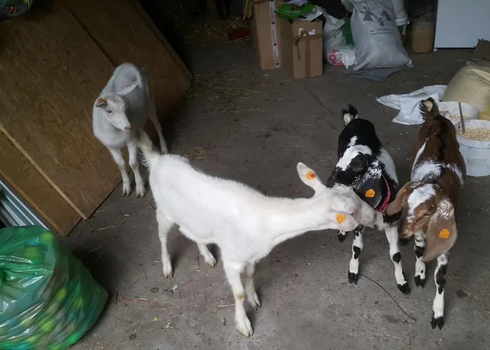 Glamping Z Alpakami Роскошный шатер *