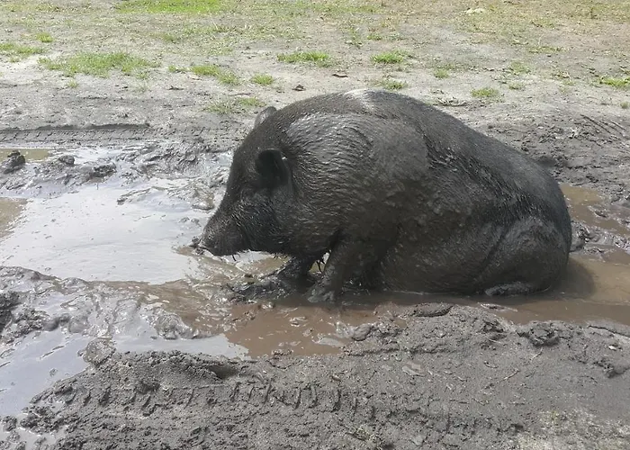 Glamping Z Alpakami Роскошный шатер Jankowice (Chrzanow)